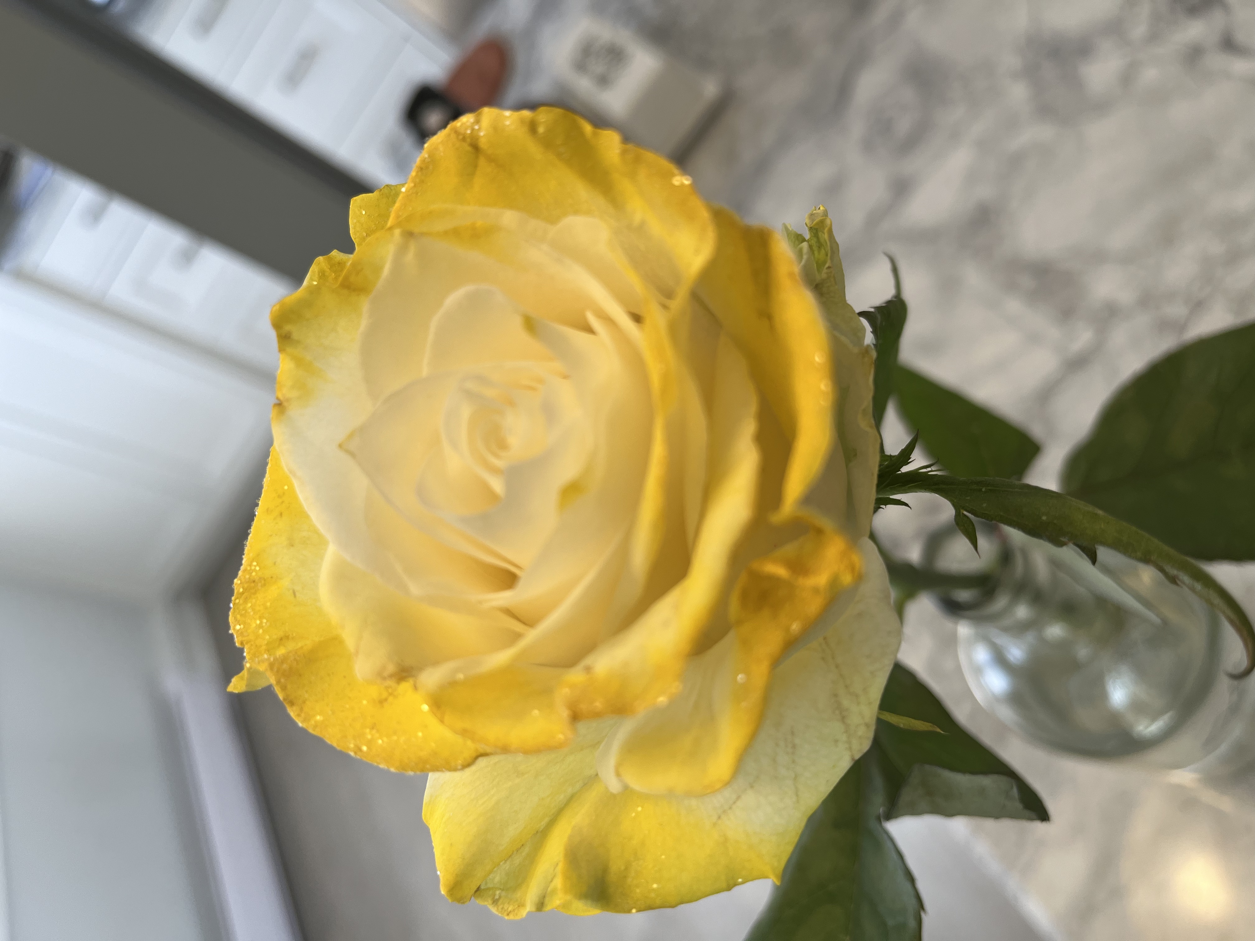 yellow rose